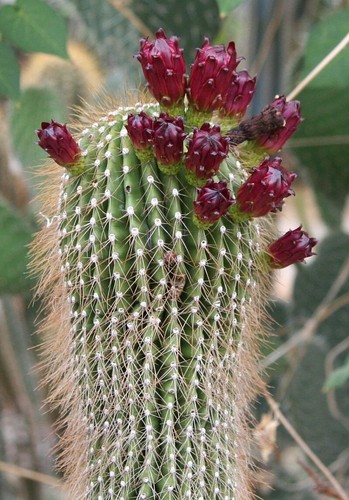 Cactus gigante neobuxbaumia - cactus,