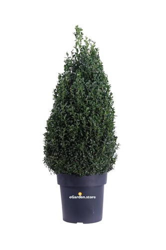 Pianta bosso buxus - di,