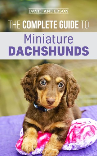Miniature dachshund the - miniature,