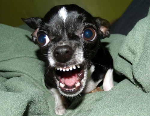 Killer chihuahua cane - killer,