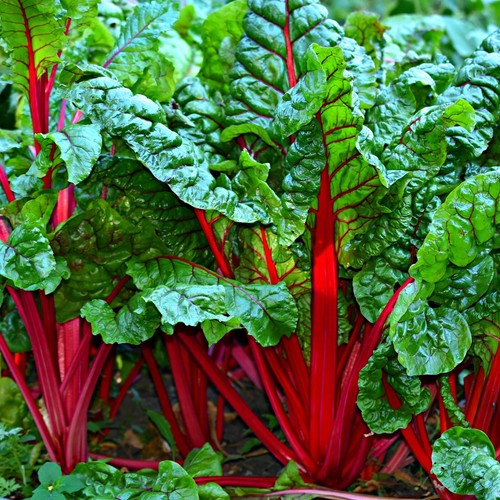 Swiss chard seeds - swiss,