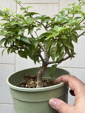 Bouganvillea - Bonsai shohin - Bouganvilla