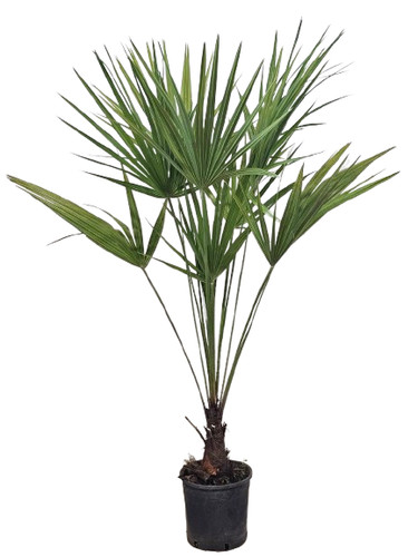 Pianta chamaerops humilis - di,