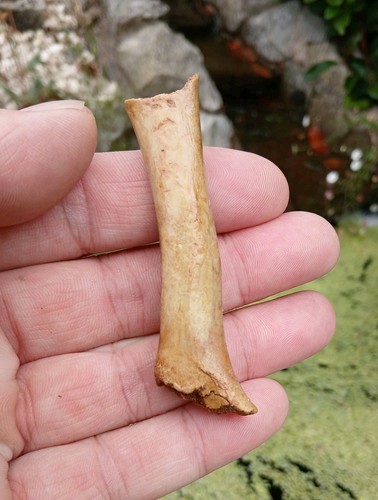 ursus spelaeus