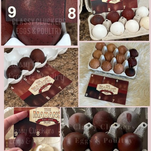 Black copper marans - copper,