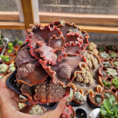 Echeveria thanos pot - echeveria,