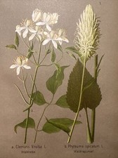 Incisione su legno piante