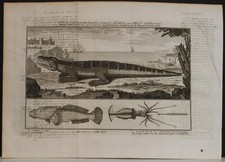 COCCODRILLO AFRICANO 1753 BELLIN & VAN SCHLEY INSOLITO ANTICO RAME INCISO VEDUTA
