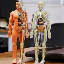 Modello Struttura Corpo Umano