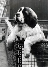 Foto vintage Animali, Cani, San Bernardo, cuccioli, 1964, stampa 21 x 15 cm