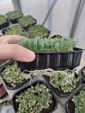 50 X Vassoio Microgreens