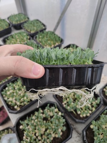Vassoio microgreens - 50, x