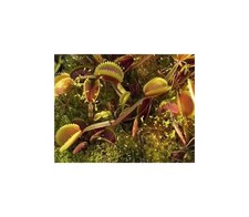 5 semi trappola per mosche di