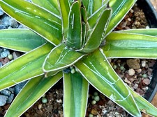 Agave victoriae-reginae Kazo
