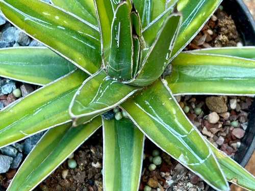 Agave victoriae reginae kazo - victoriae-reginae,