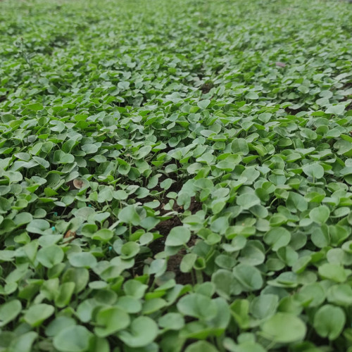 Dichondra repens tempoverde - tempoverde, 1
