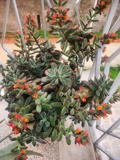 TALEA di ECHEVERIA PULVINATA