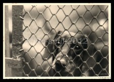 Foto, mostra di cani di razza Erzgeb., Teckel im Adlersgrund, allevatore Lind...