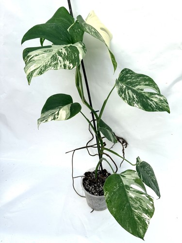 Monstera albo variegata exact - monstera,