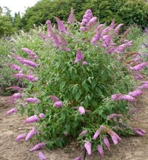 Pianta di Buddleja Davidii