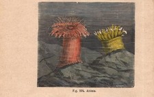 Stampa attinia anemone mare - stampa,