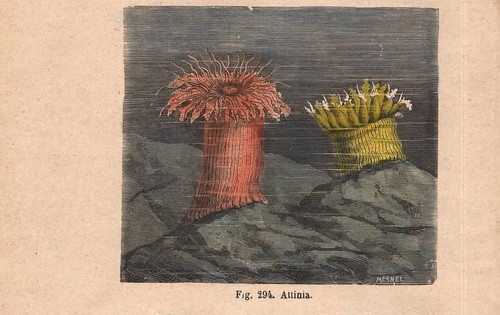 Stampa attinia anemone mare - stampa,