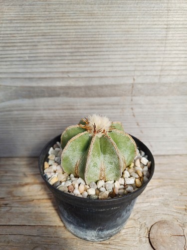 Aztekium hintonii