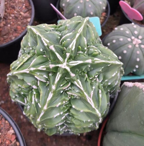 Astrophytum myriostigma