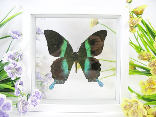 Majestic green vera - green,