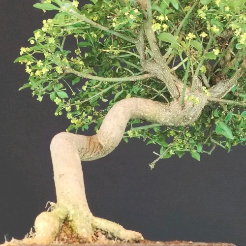 Bonsai vilburno giapponese - di,