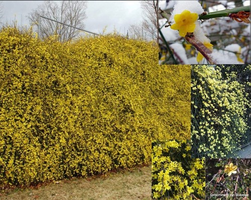 Pianta plant gelsomino 40cm - pianta/plant, 30-40cm
