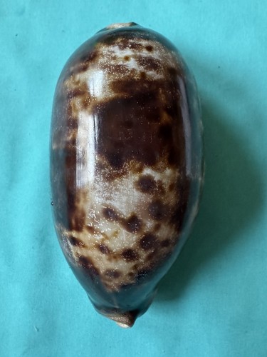 Grande cypraea testudinaria - grande,