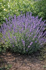 Pianta Di Lavanda Angustifolia