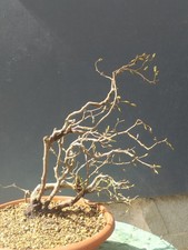 Pre Bonsai Carpino Nero