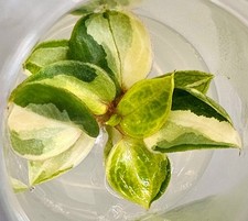 Bellissimo Philodendron Billietiae Variegata TC