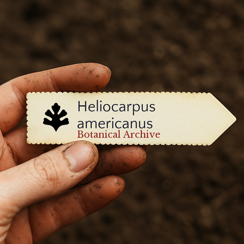 Heliocarpus americanus 1000 - heliocarpus, |