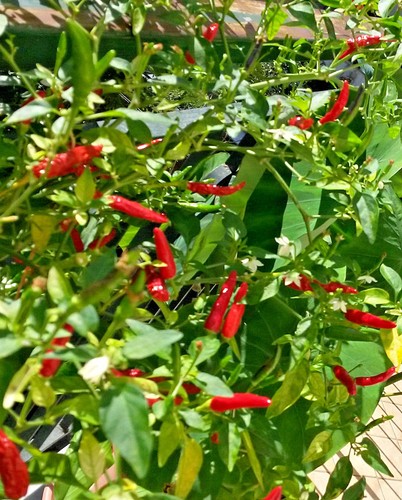 Semi di peperoncino - 🌶️,