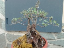 Pre-Bonsai Di Quercia Rovella