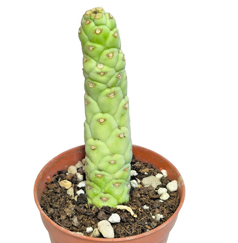 Monadenium lugardiae 5 - monadenium,