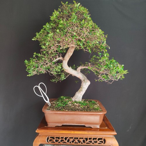 Bonsai esemplare olmo - di,