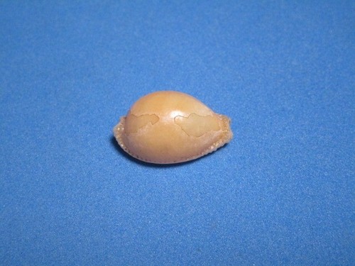 Cypraea semiplota