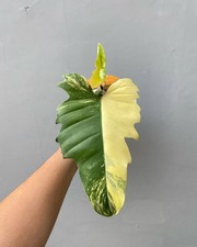 Philodendron Florida Beauty x