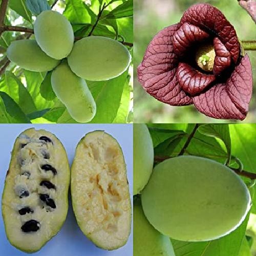 Asimina triloba prima 1216 - prima,
