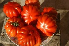 50 semi pomodoro COSTOLUTO GIGANTE 50 semi + OMAGGIO