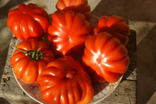 Semi pomodoro costoluto - pomodoro,