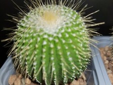 Notocactus leninghausii f. inermis pot 7 cm cactus cacti kakteen rare