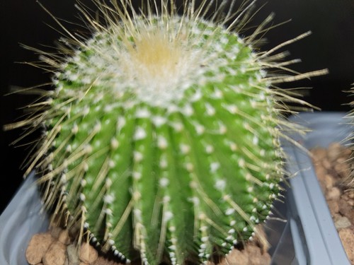 Notocactus leninghausii - , f