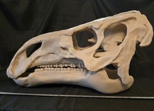 Iguanodon Skull Replica Very