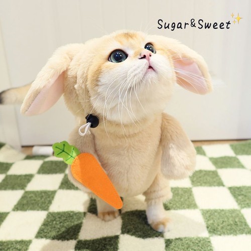 Costume gatto coniglio animale