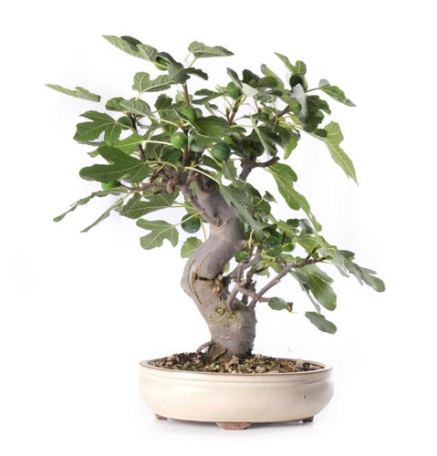Bonsai ficus carica - bonsai,